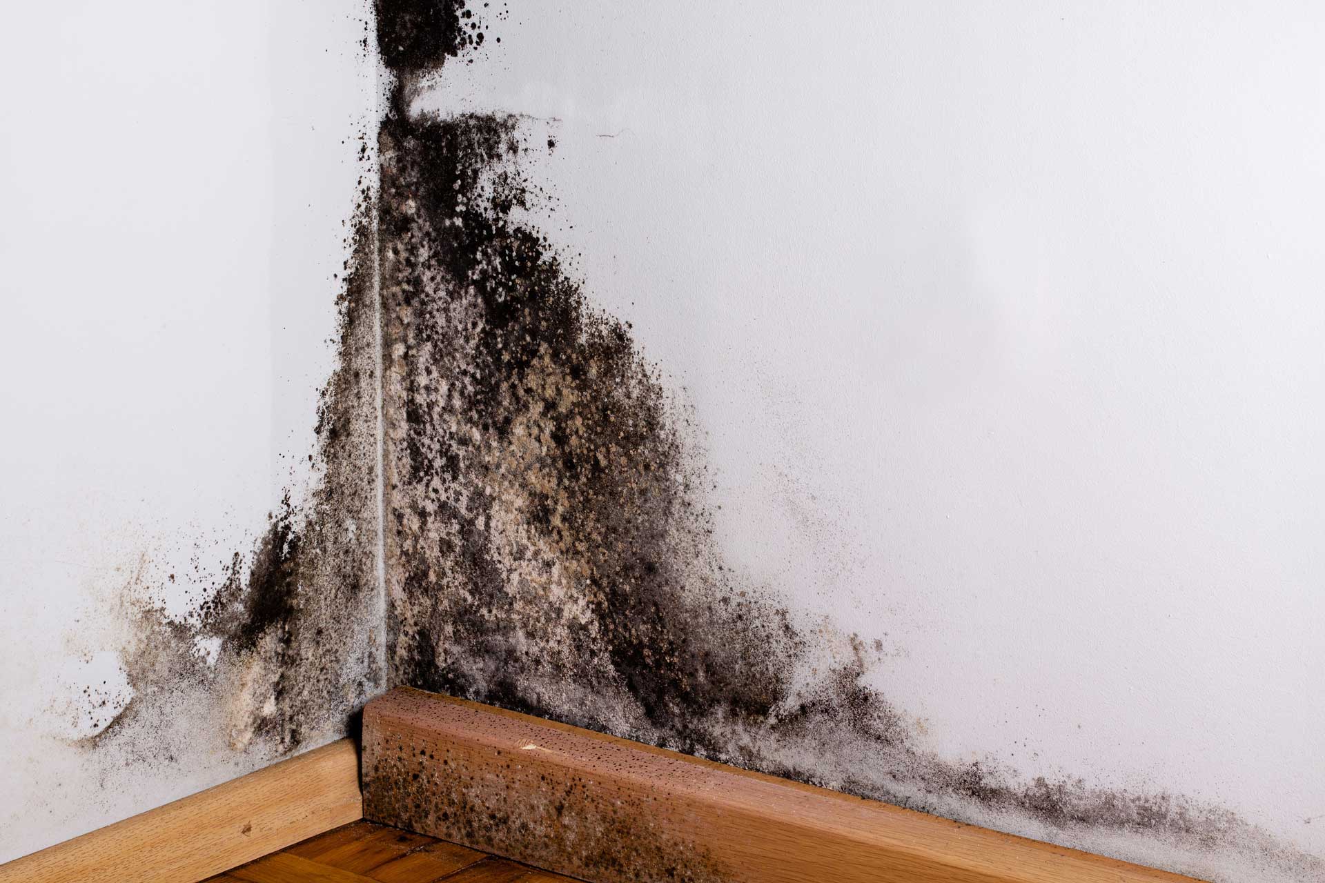 Corner of house with black mold